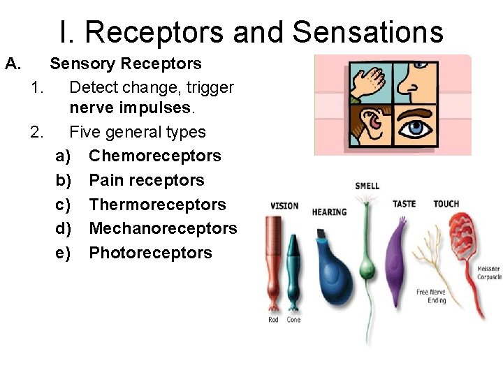 I. Receptors and Sensations A. Sensory Receptors 1. Detect change, trigger nerve impulses. 2.
