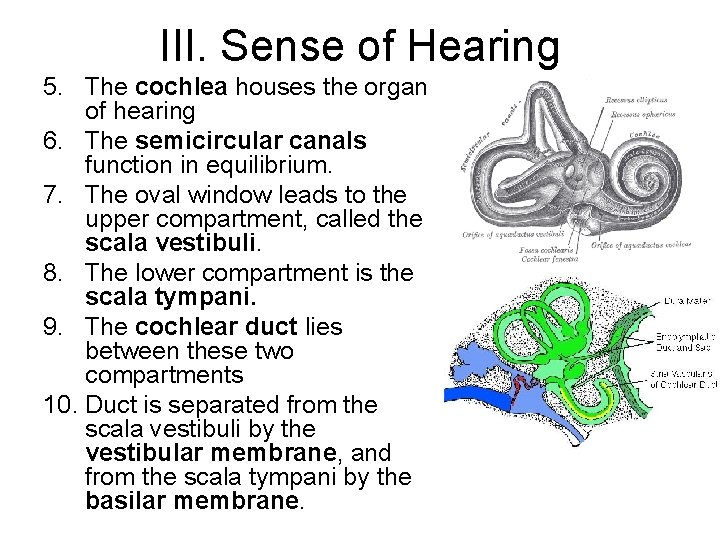 III. Sense of Hearing 5. The cochlea houses the organ of hearing 6. The