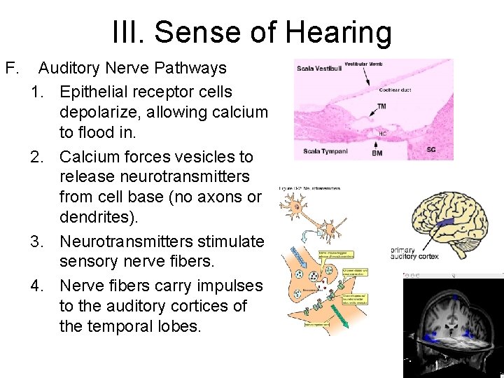 III. Sense of Hearing F. Auditory Nerve Pathways 1. Epithelial receptor cells depolarize, allowing