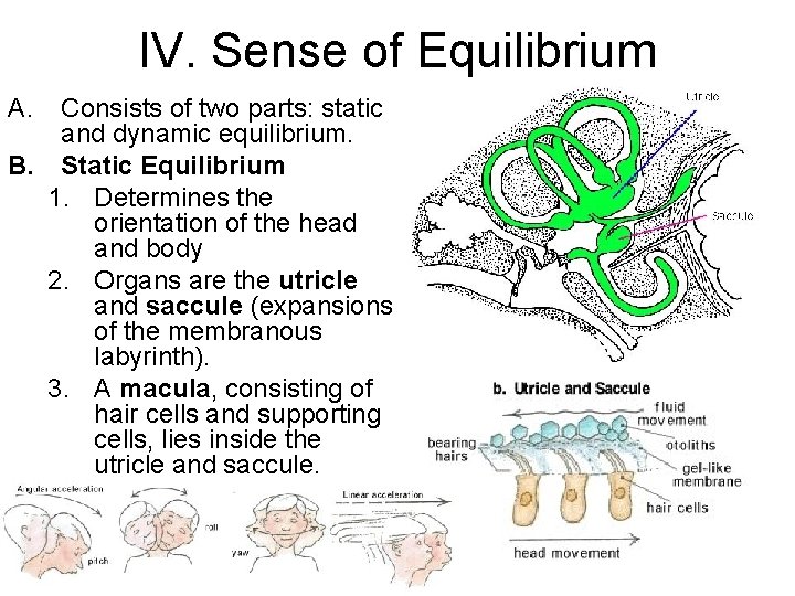 IV. Sense of Equilibrium A. Consists of two parts: static and dynamic equilibrium. B.