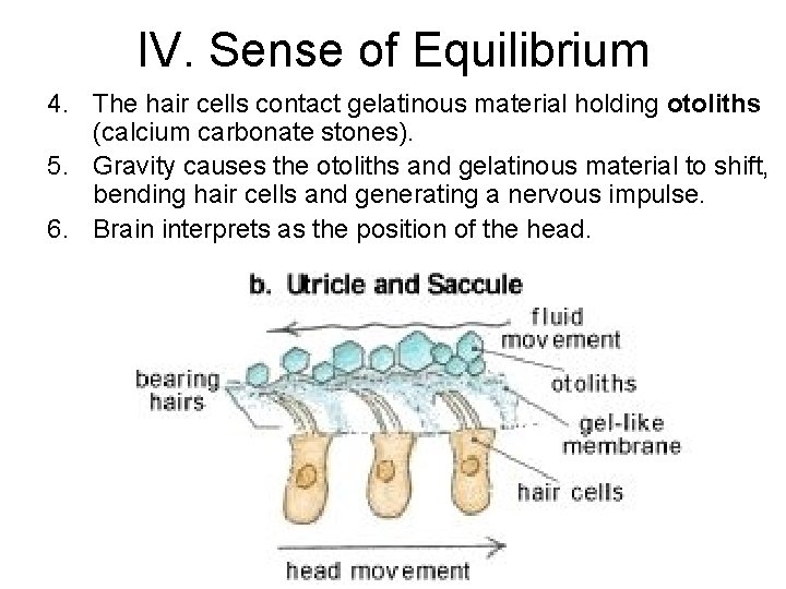 IV. Sense of Equilibrium 4. The hair cells contact gelatinous material holding otoliths (calcium