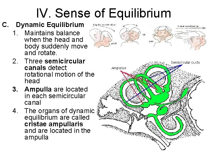 IV. Sense of Equilibrium C. Dynamic Equilibrium 1. Maintains balance when the head and