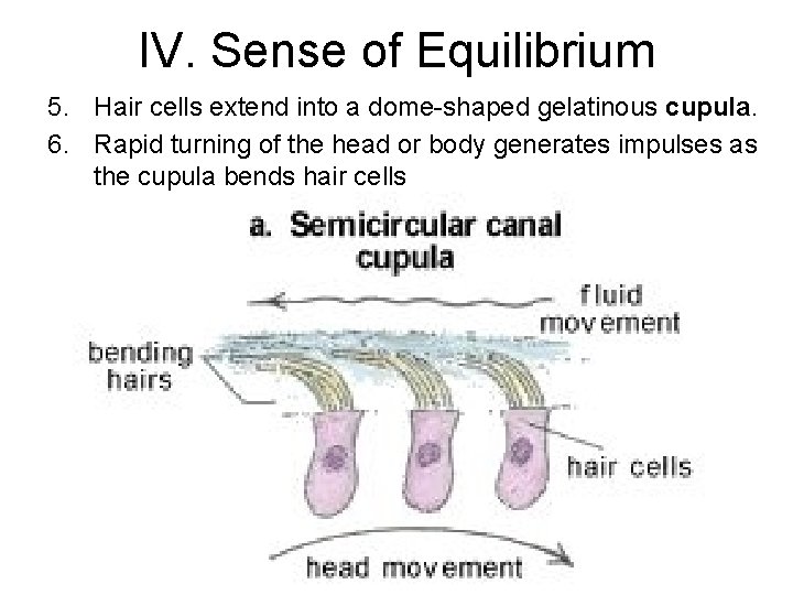IV. Sense of Equilibrium 5. Hair cells extend into a dome-shaped gelatinous cupula. 6.