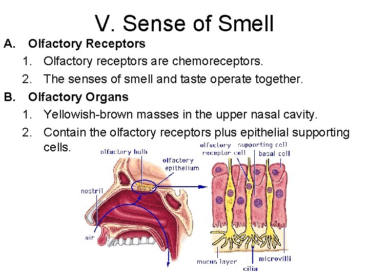 V. Sense of Smell A. Olfactory Receptors 1. Olfactory receptors are chemoreceptors. 2. The