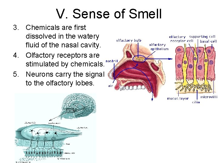 V. Sense of Smell 3. Chemicals are first dissolved in the watery fluid of