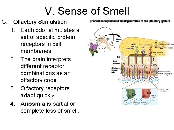 V. Sense of Smell C. Olfactory Stimulation 1. Each odor stimulates a set of