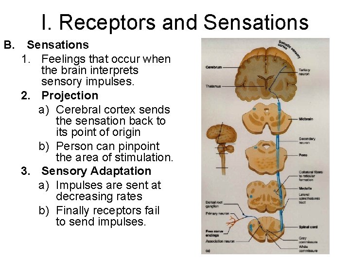 I. Receptors and Sensations B. Sensations 1. Feelings that occur when the brain interprets