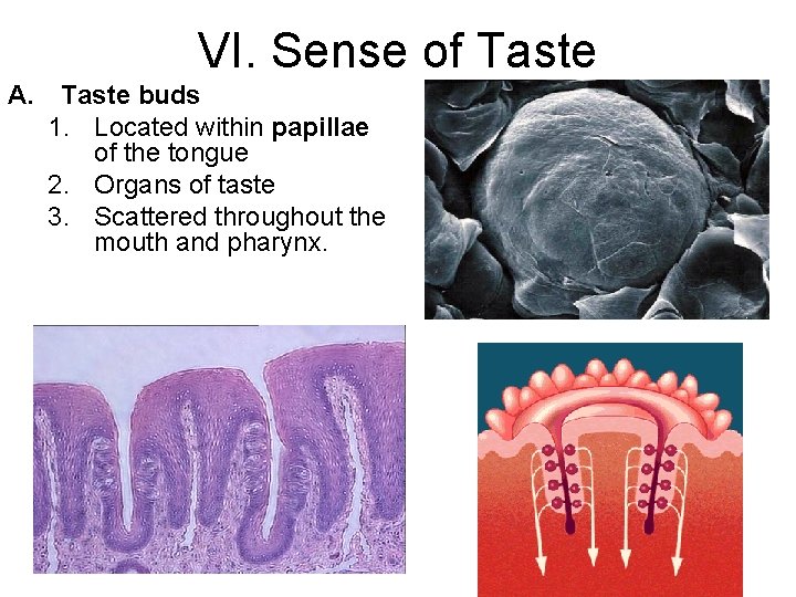 VI. Sense of Taste A. Taste buds 1. Located within papillae of the tongue