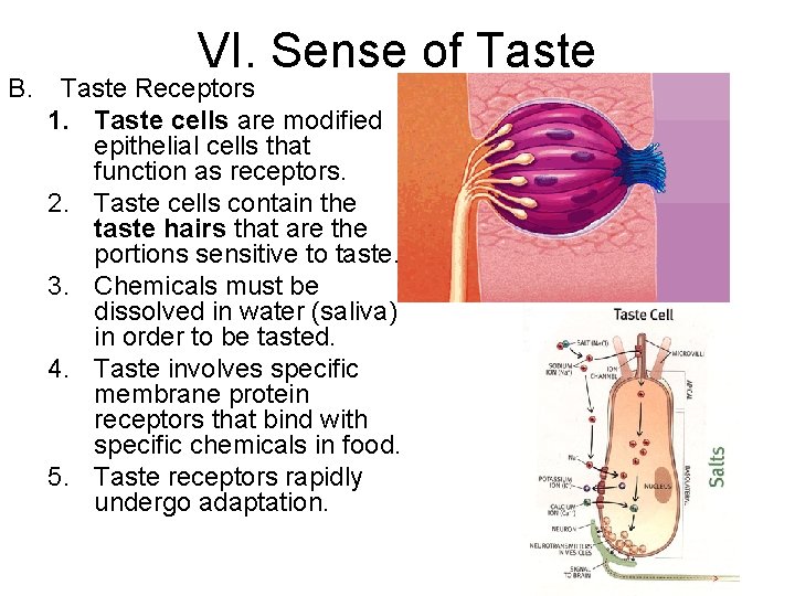 B. VI. Sense of Taste Receptors 1. Taste cells are modified epithelial cells that