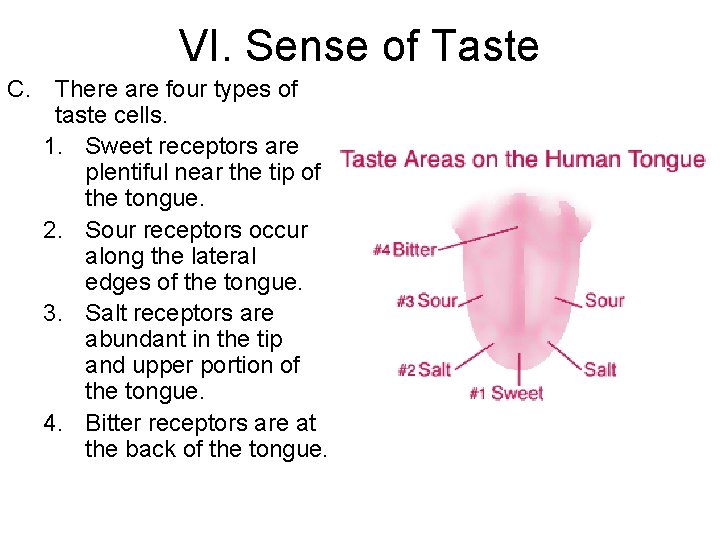 VI. Sense of Taste C. There are four types of taste cells. 1. Sweet