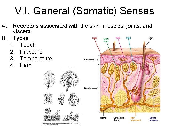 VII. General (Somatic) Senses A. Receptors associated with the skin, muscles, joints, and viscera