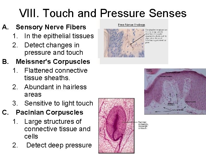 VIII. Touch and Pressure Senses A. Sensory Nerve Fibers 1. In the epithelial tissues