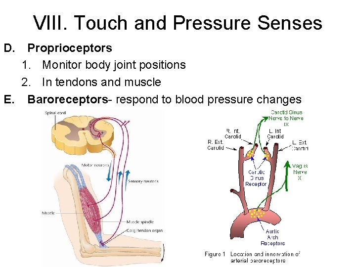 VIII. Touch and Pressure Senses D. Proprioceptors 1. Monitor body joint positions 2. In