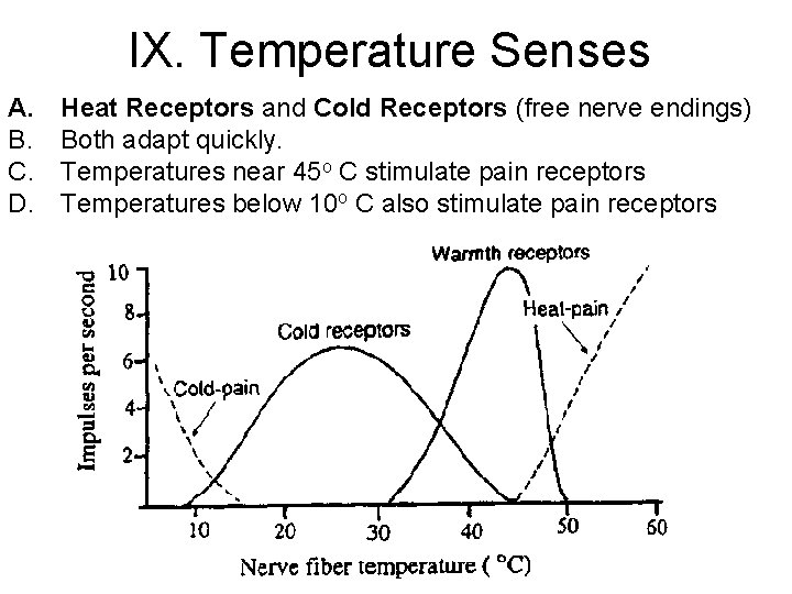 IX. Temperature Senses A. B. C. D. Heat Receptors and Cold Receptors (free nerve