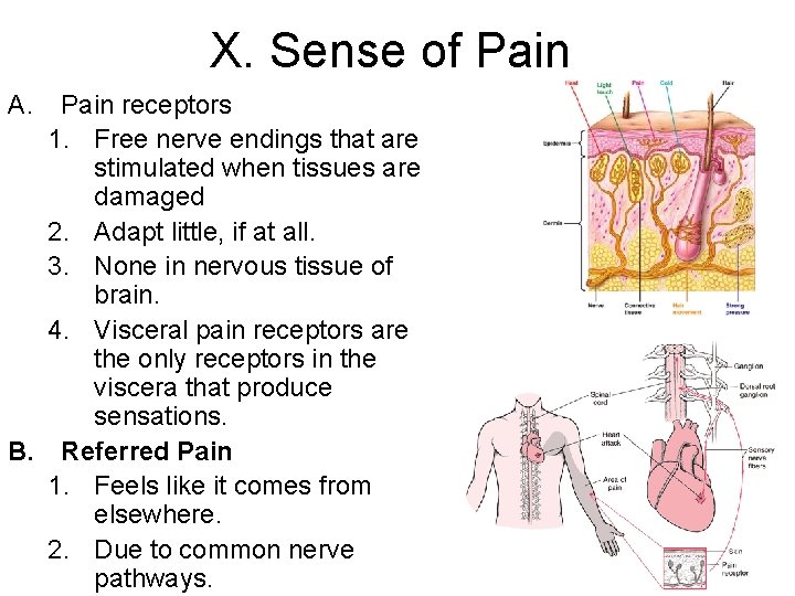 X. Sense of Pain A. Pain receptors 1. Free nerve endings that are stimulated