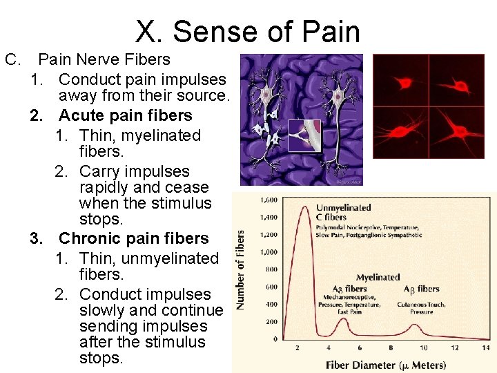 X. Sense of Pain C. Pain Nerve Fibers 1. Conduct pain impulses away from