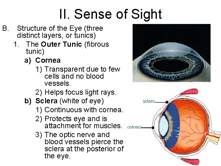 II. Sense of Sight B. Structure of the Eye (three distinct layers, or tunics)