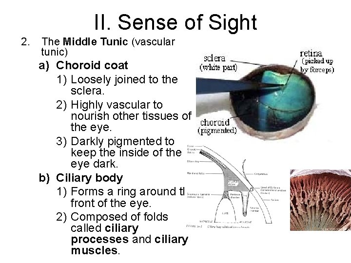 II. Sense of Sight 2. The Middle Tunic (vascular tunic) a) Choroid coat 1)