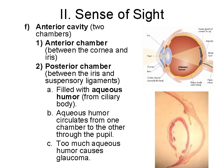II. Sense of Sight f) Anterior cavity (two chambers) 1) Anterior chamber (between the
