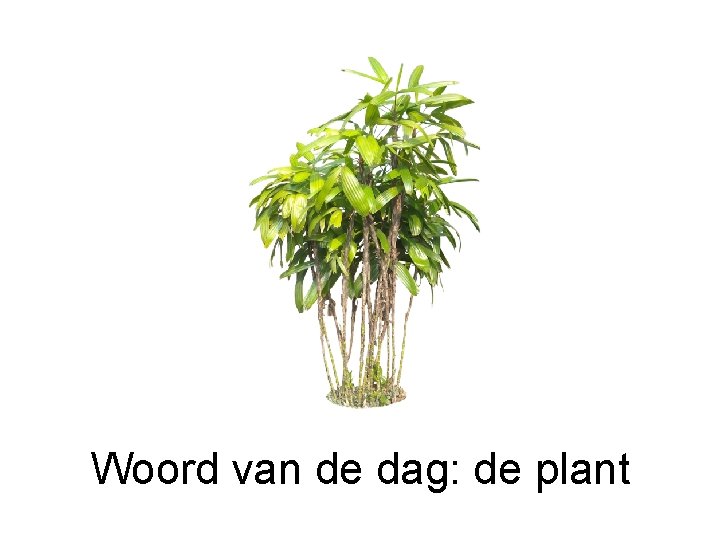 Woord van de dag: de plant 