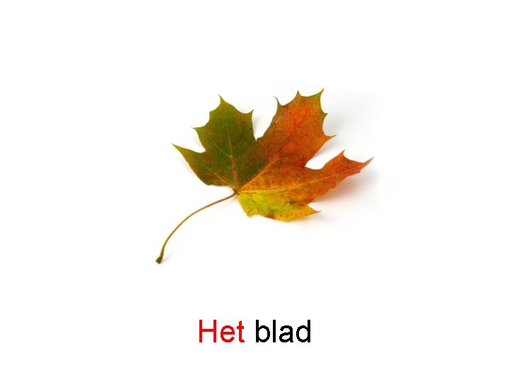 Het blad 