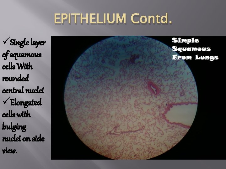 Very Rounded Configuration Cells HISTOSLIDES BLOCK 3 By Wikipedia Georgia the sleeping