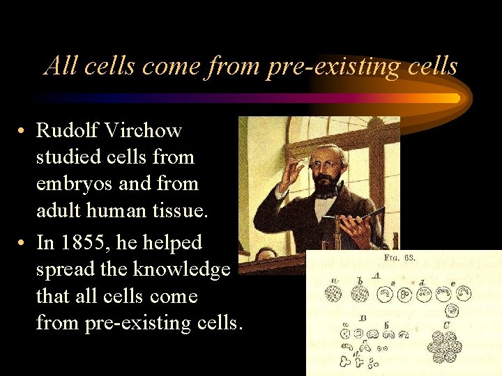All cells come from pre-existing cells • Rudolf Virchow studied cells from embryos and