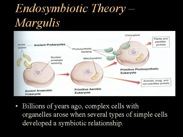 Endosymbiotic Theory – Margulis • Billions of years ago, complex cells with organelles arose