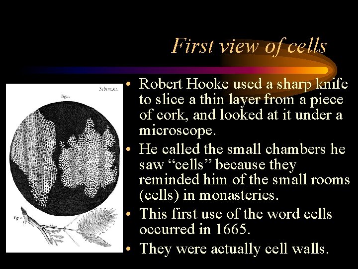 First view of cells • Robert Hooke used a sharp knife to slice a