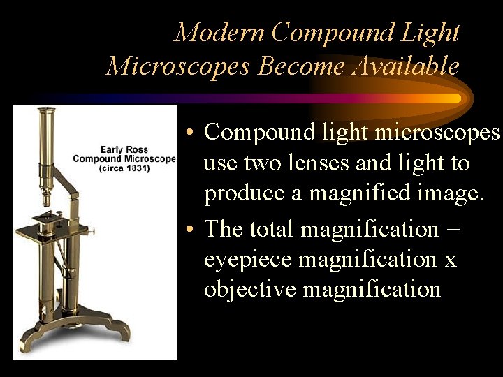 Modern Compound Light Microscopes Become Available • Compound light microscopes use two lenses and