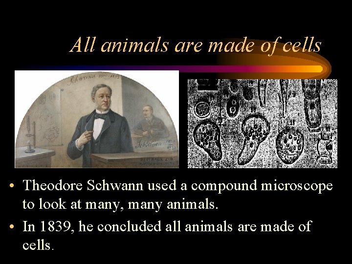 All animals are made of cells • Theodore Schwann used a compound microscope to