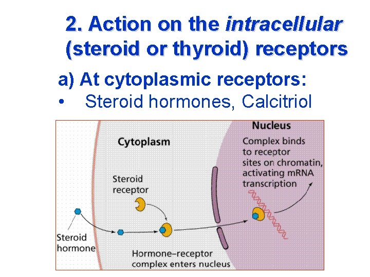 2. Action on the intracellular (steroid or thyroid) receptors a) At cytoplasmic receptors: •