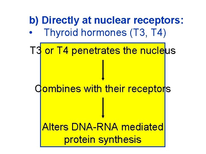 b) Directly at nuclear receptors: • Thyroid hormones (T 3, T 4) T 3