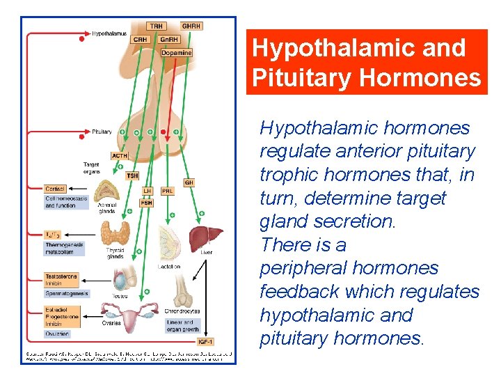 Hypothalamic and Pituitary Hormones Hypothalamic hormones regulate anterior pituitary trophic hormones that, in turn,