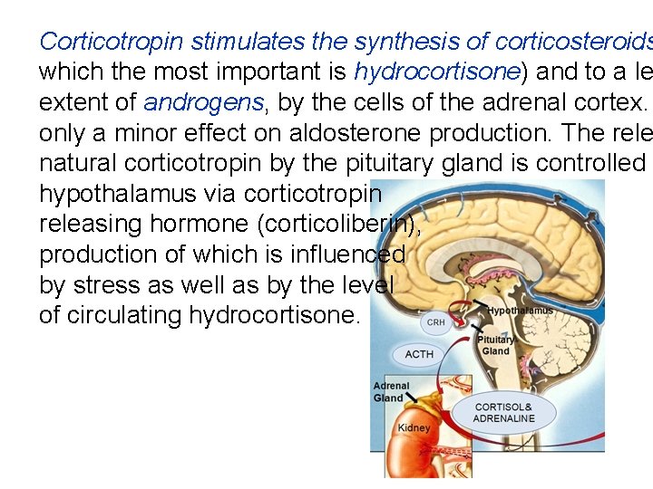 Corticotropin stimulates the synthesis of corticosteroids which the most important is hydrocortisone) and to