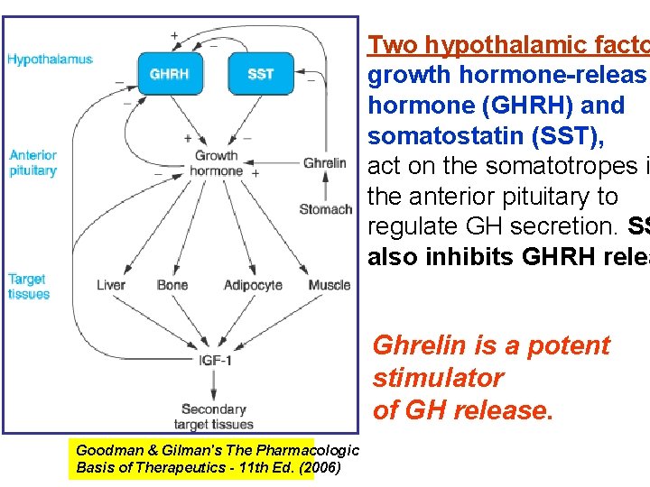 Two hypothalamic facto growth hormone-releasi hormone (GHRH) and somatostatin (SST), act on the somatotropes