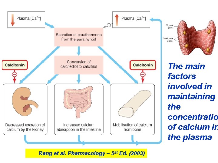 The main factors involved in maintaining the concentratio of calcium in the plasma Rang