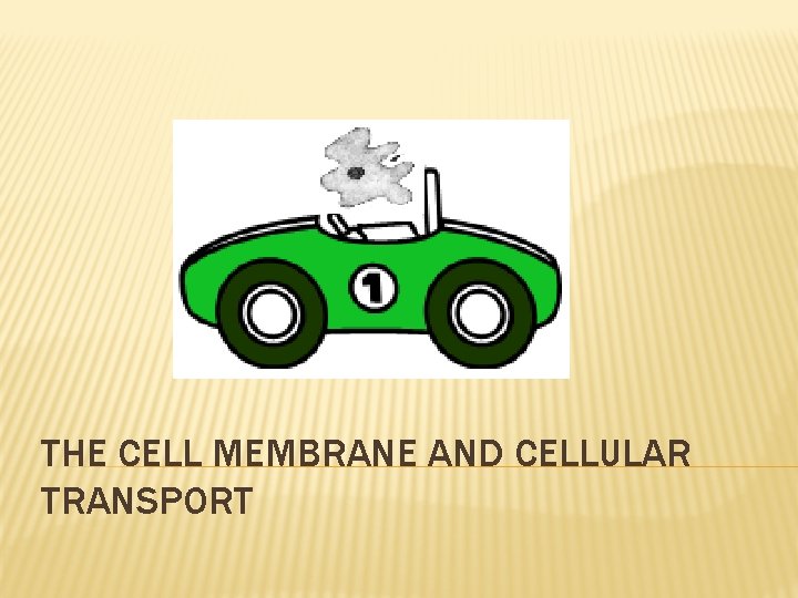 THE CELL MEMBRANE AND CELLULAR TRANSPORT 