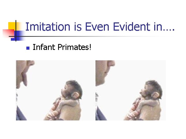 Imitation is Even Evident in…. n Infant Primates! 