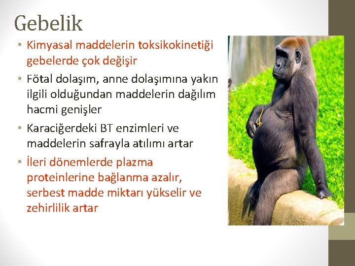 Gebelik • Kimyasal maddelerin toksikokinetiği gebelerde çok değişir • Fötal dolaşım, anne dolaşımına yakın