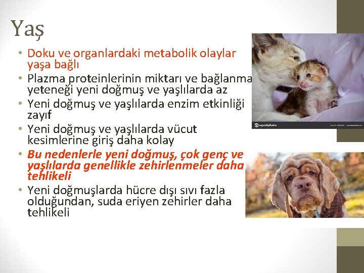 Yaş • Doku ve organlardaki metabolik olaylar yaşa bağlı • Plazma proteinlerinin miktarı ve