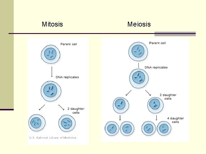Mitosis Meiosis 