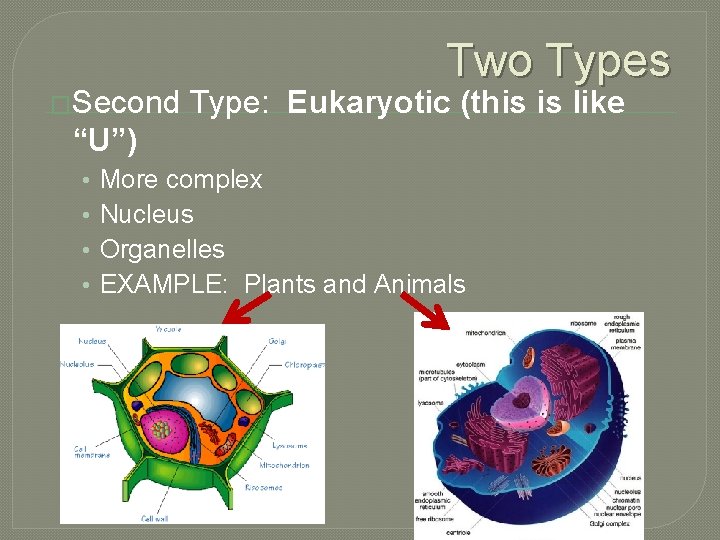 �Second Two Types Type: Eukaryotic (this is like “U”) • • More complex Nucleus