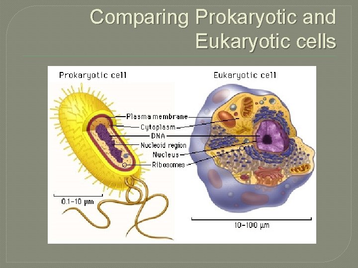 Comparing Prokaryotic and Eukaryotic cells 