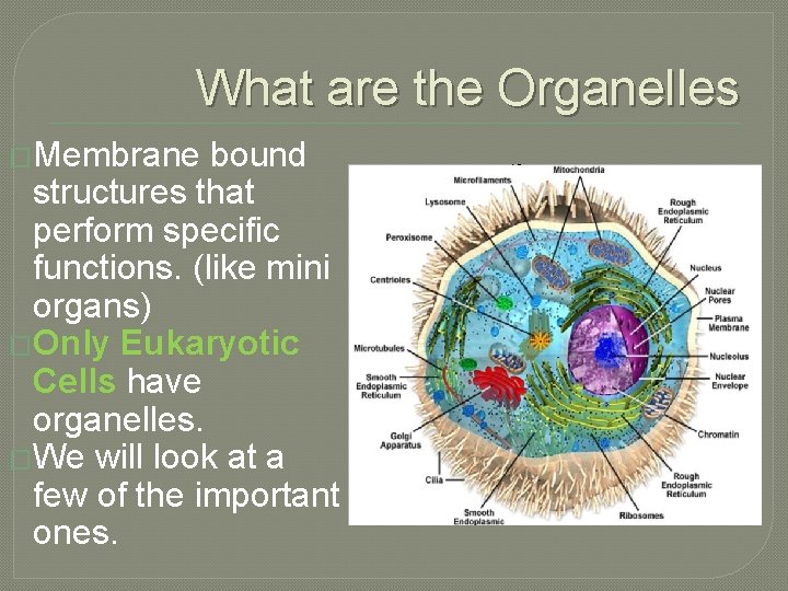 What are the Organelles �Membrane bound structures that perform specific functions. (like mini organs)
