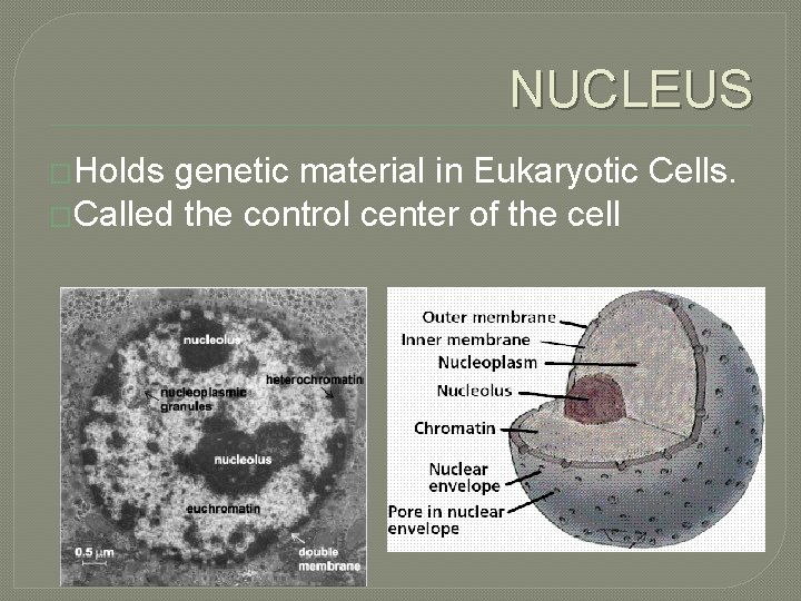 NUCLEUS �Holds genetic material in Eukaryotic Cells. �Called the control center of the cell