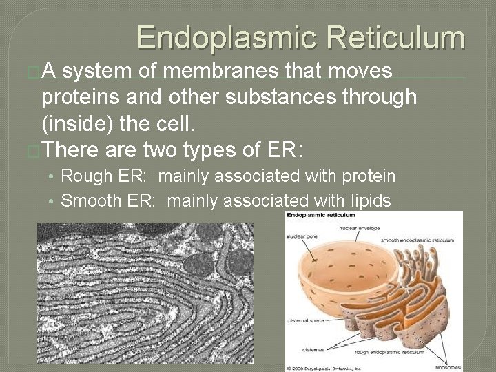 Endoplasmic Reticulum �A system of membranes that moves proteins and other substances through (inside)
