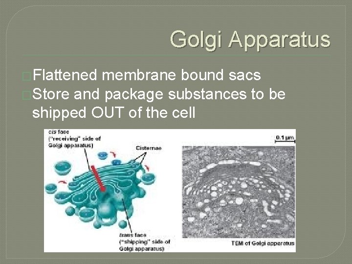 Golgi Apparatus �Flattened membrane bound sacs �Store and package substances to be shipped OUT