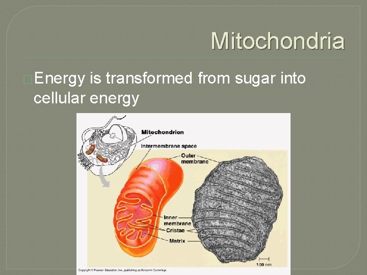 Mitochondria �Energy is transformed from sugar into cellular energy 