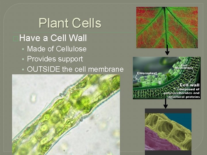 Plant Cells �Have a Cell Wall • Made of Cellulose • Provides support •